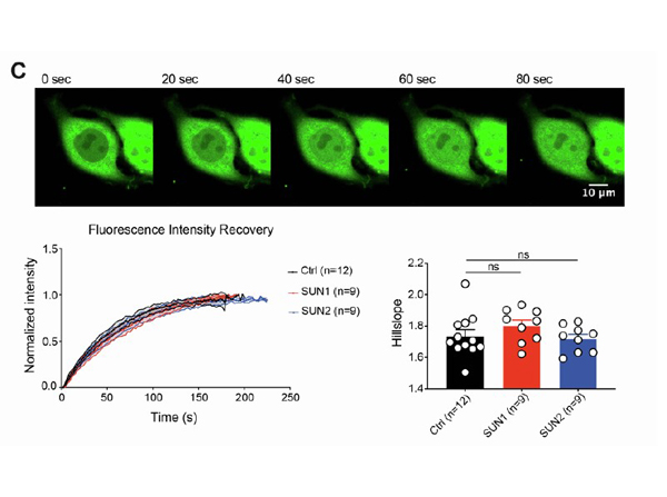 Immunofluorescence using GFP DyLight488